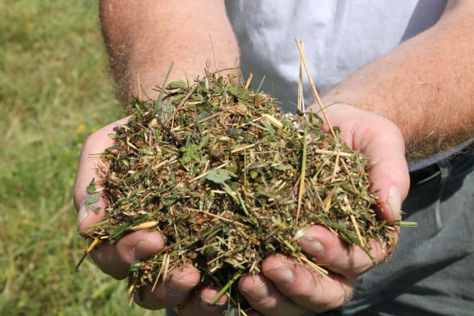 Realschüler in Tittling bringen mit regionalem Druschgut ihre Heimat zur Blüte